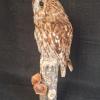 Tawny Owl