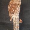 Tawny Owl