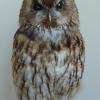 Strix aluco