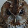 Strix aluco