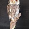 White Faced Scops Owl
