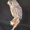 White Faced Scops Owl