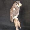 White Faced Scops Owl