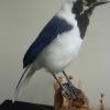 White Tailed Jay