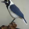 White Tailed Jay