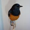 White Rumped Shama