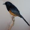 White Rumped Shama