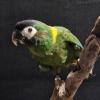 Yellow Collared Macaw