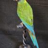 Yellow Collared Macaw