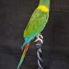 Yellow Collared Macaw