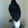 Yellow Faced Myna