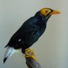 Yellow Faced Myna