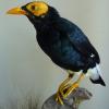 Yellow Faced Myna