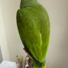Orange Winged Amazon