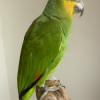 Orange Winged Amazon