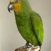 Orange Winged Amazon