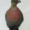 Purple Crested Turaco