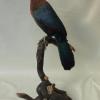 Purple Crested Turaco