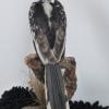 Red Billed Hornbill