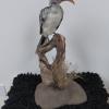 Red Billed Hornbill
