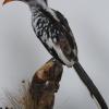 Red Billed Hornbill