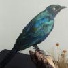 Splendid Glossy Starling