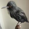Spotless Starling