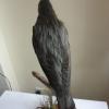 Spotless Starling