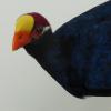 Violaceous Turaco