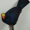 Violaceous Turaco