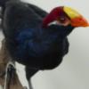 Violaceous Turaco