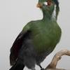 White Cheeked Turaco