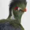 White Cheeked Turaco