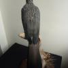 Western Grey Plantain Eater