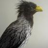Western Grey Plantain Eater